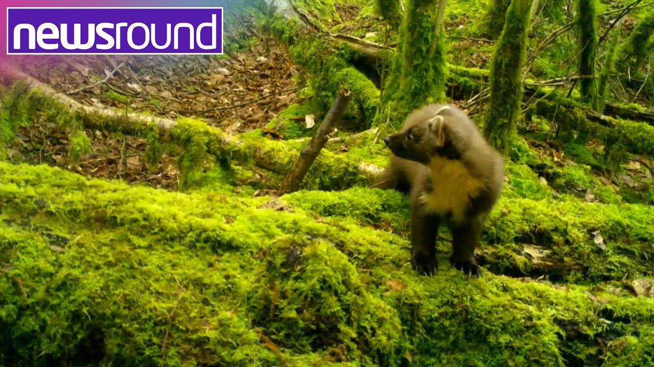 Pine marten numbers are on the rise in England | Newsround