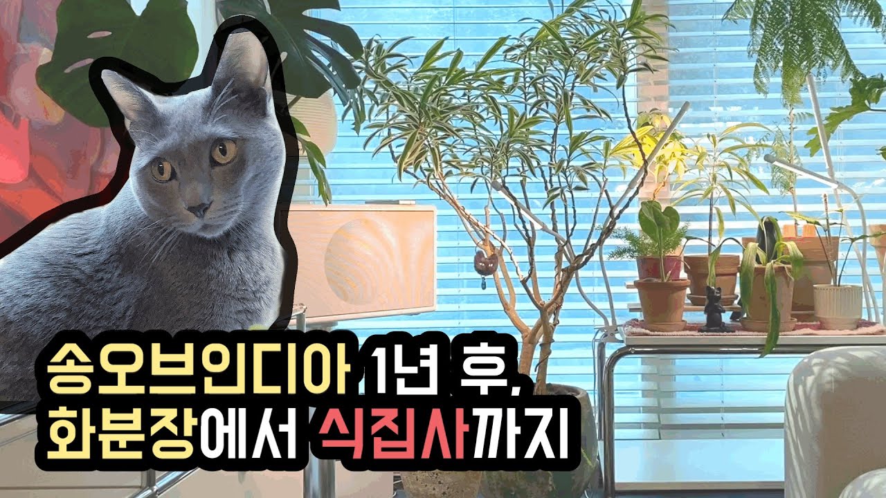 화분장으로 선택한 송오브인디아, 실패 없는 관리법