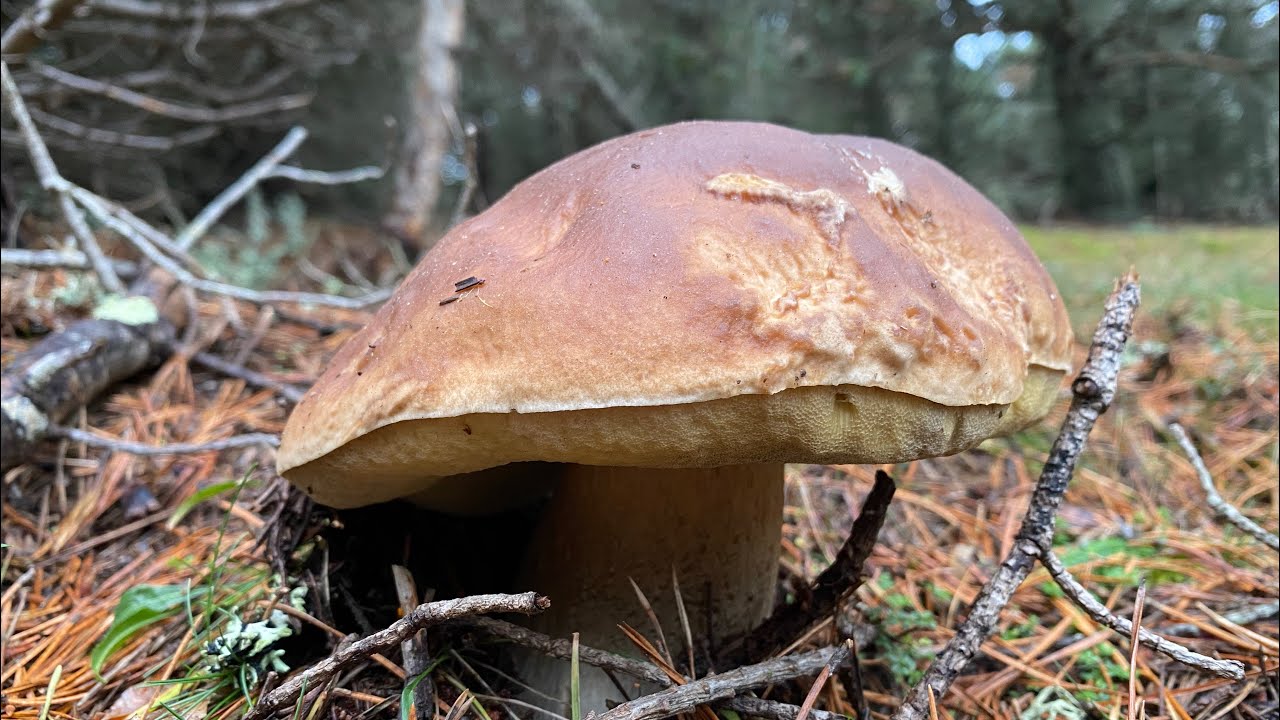 Boletus Edulis y Pinophilus XXL de 2023