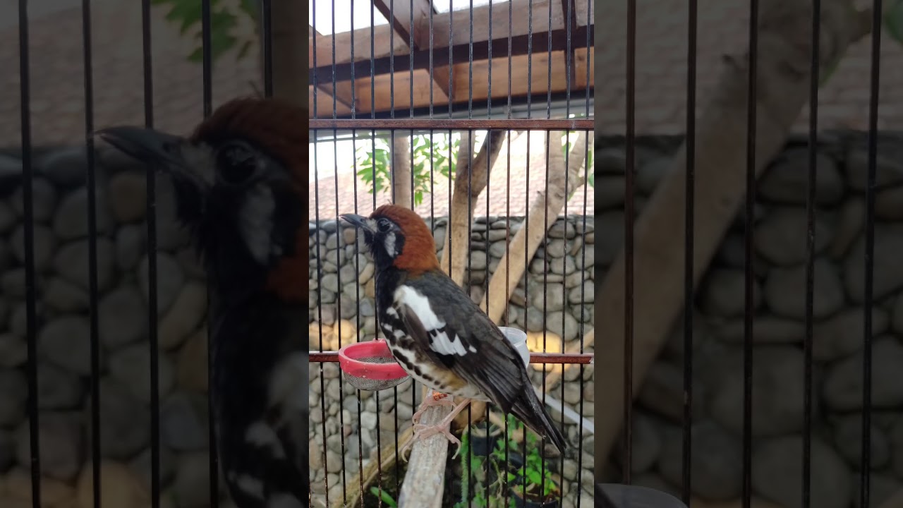 Anis Kembang Ngeplong Gacor di pagi hari, apapun burung anda pasti ikutan nyaut