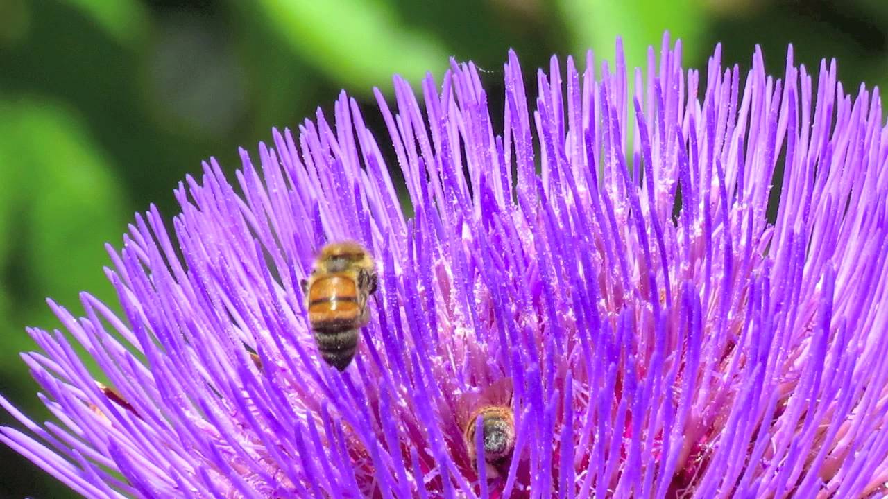 Summer Flowers in Victoria BC