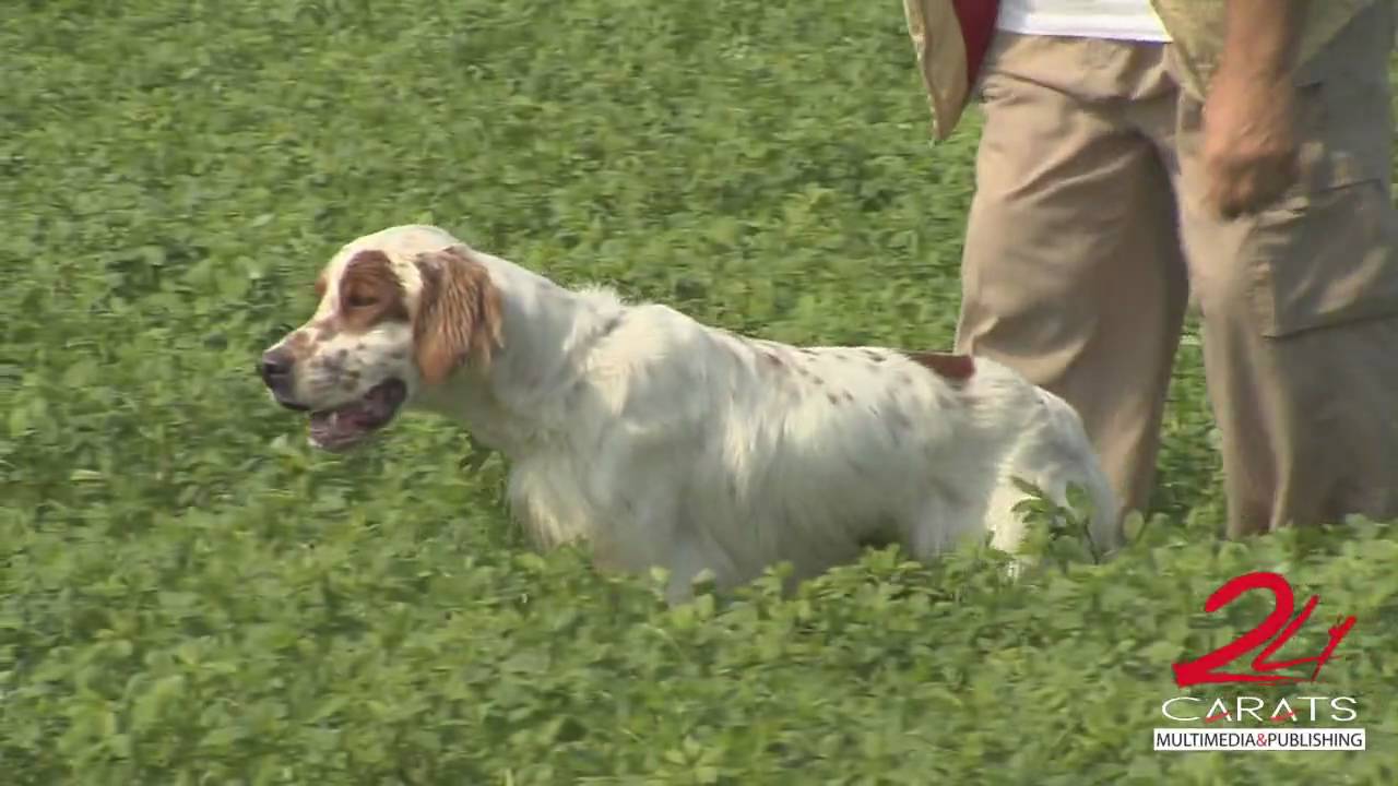 Setter Inglese, un cane emozionante