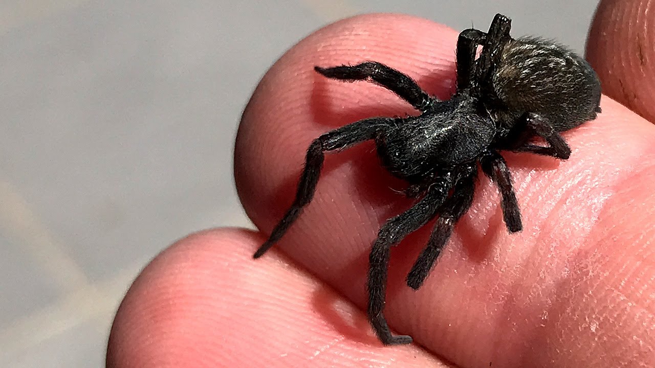 4 Dead Spiders After Spider Wasp Attack A Curious Mystery Investigated