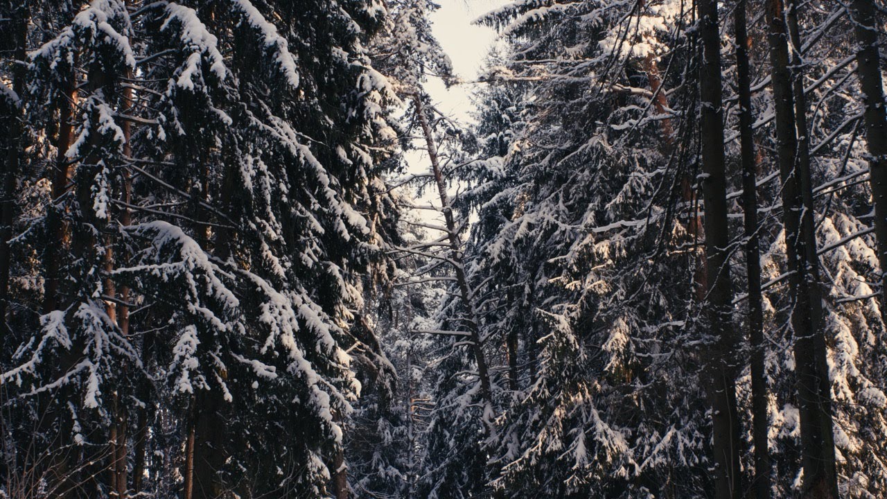 WILDLIFE AND NATURE