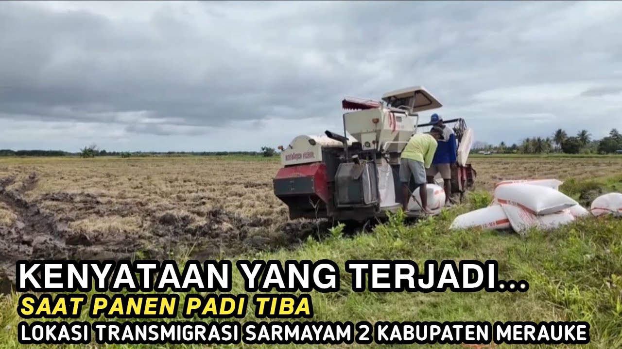 KENYATAAN YANG TERJADI,PANEN RAYA PADI TRANSMIGRASI SARMAYAM 2 KABUPATEN MERAUKE