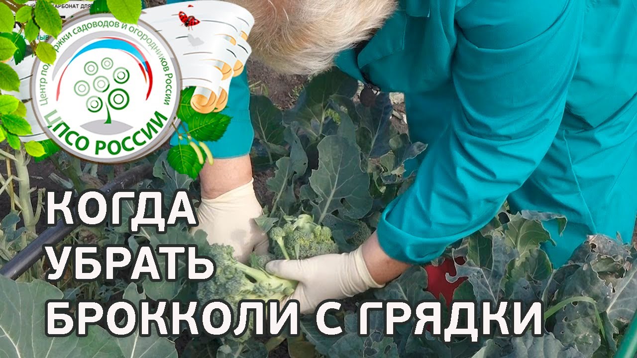 🥦 Последний сбор урожая капусты брокколи. Выращивание капусты брокколи.