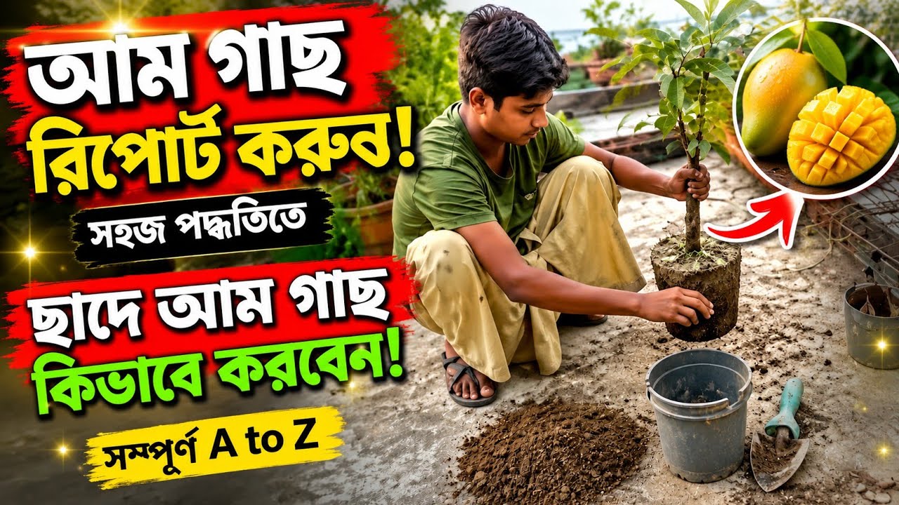 আম গাছ রি পোর্ট করুন। আম গাছ রি পোর্ট করার ভিডিও। ছাদে আম গাছ। ছাদের উপরে আম গাছ কিভাবে করবো।
