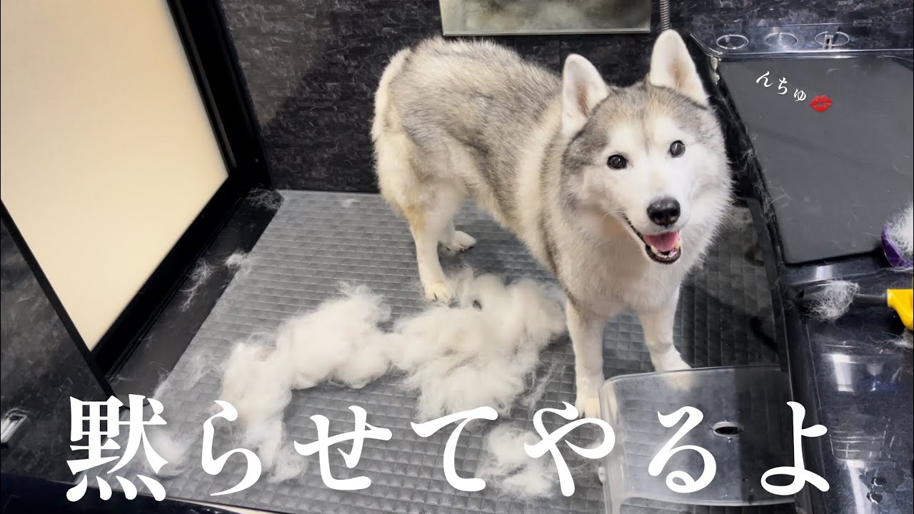 「よく喋る口だな…」ﾌﾞﾁｭｯ💋を、毛を撒き散らかしながら実践するシベリアンハスキー