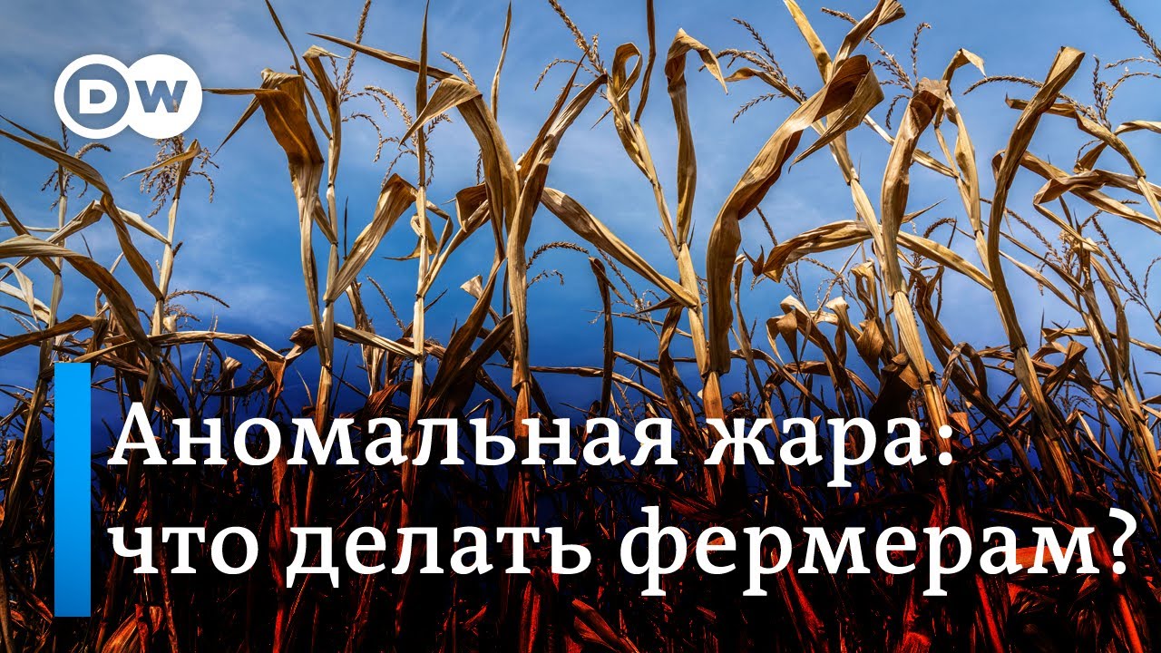 Аномальная жара в Германии уничтожает урожай: фермеры ищут новые культуры для меняющегося климата