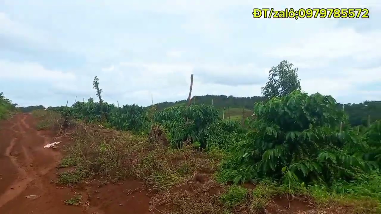61🫱 Tổng Diện tích 9ha đất trồng điều +tiêu +cafê +sầu riêng +mít ruột đỏ sổ hồng chính