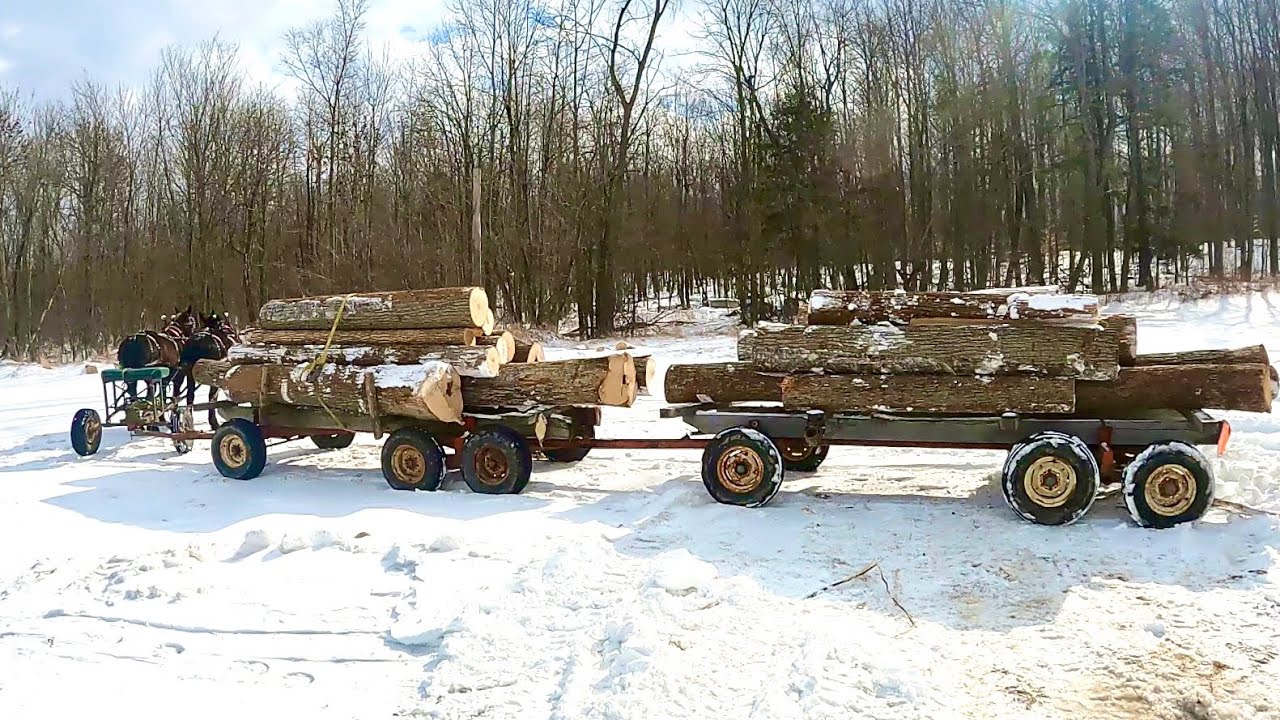 Can TWO HORSES Pull This???? // Hauling Logs with Draft Horses