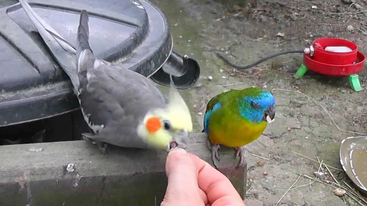 Cockatiel and Grass Parakeet sharing a peanut @ Pheasantasiam