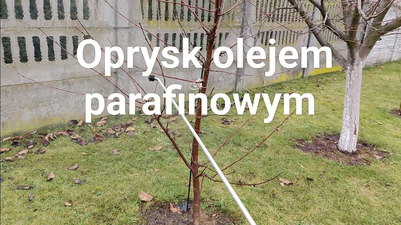 Oprysk olejem parafinowym