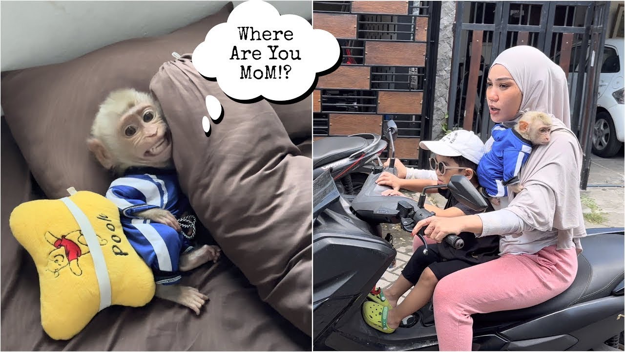 Mommy panicked when she saw Baby Monkey Alpha running out of the room screaming