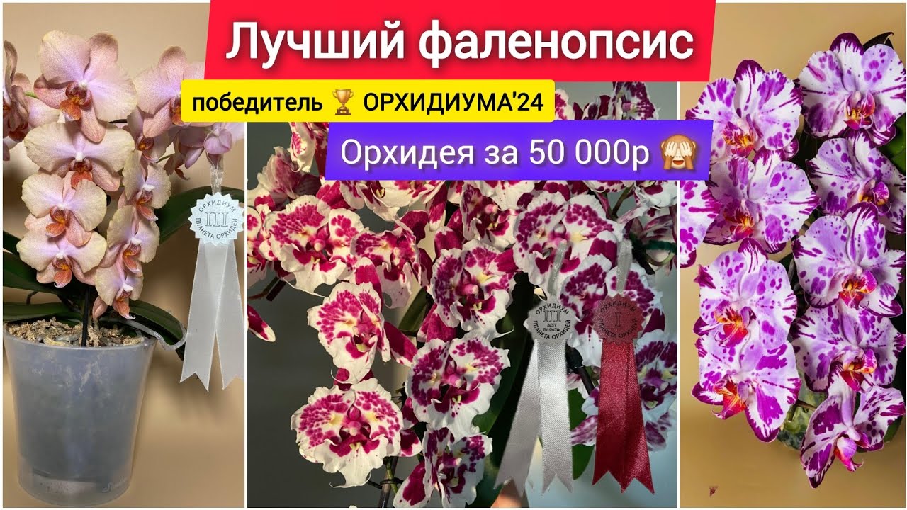 Как получить такое пышное цветение? Секреты ухода! Три простых правила. Орхидея за 500€.