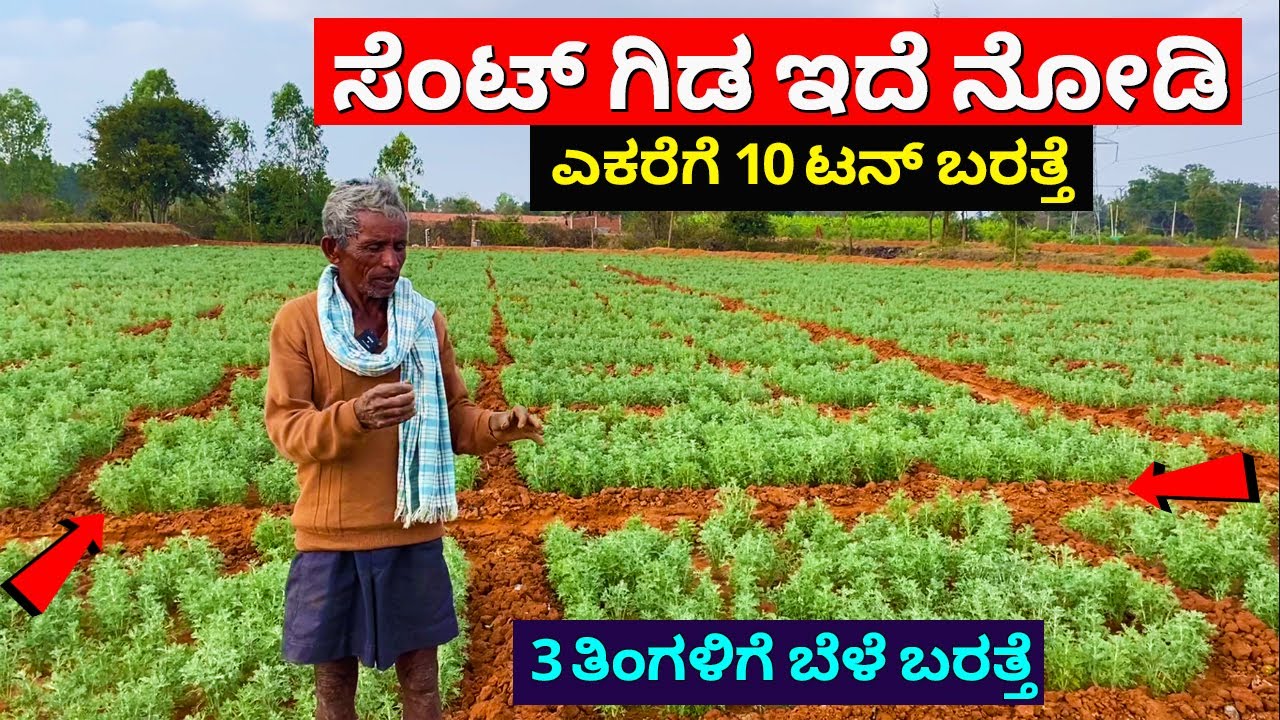ಸೆಂಟ್ ತಯಾರಿಸುವ ಈ ಗಿಡ ಚಳಿಗಾಲದಲ್ಲಿ ಬೆಳೆದರೆ ಒಳ್ಳೆಯ ಆದಾಯ | Davana Artemisia pallens farming in Kannada