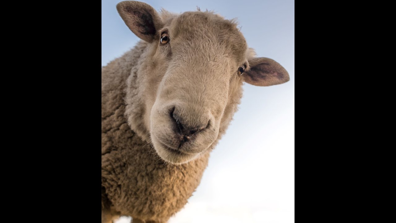 My Thoughts On Our Current Situation: Covid19 & Race Baiting
