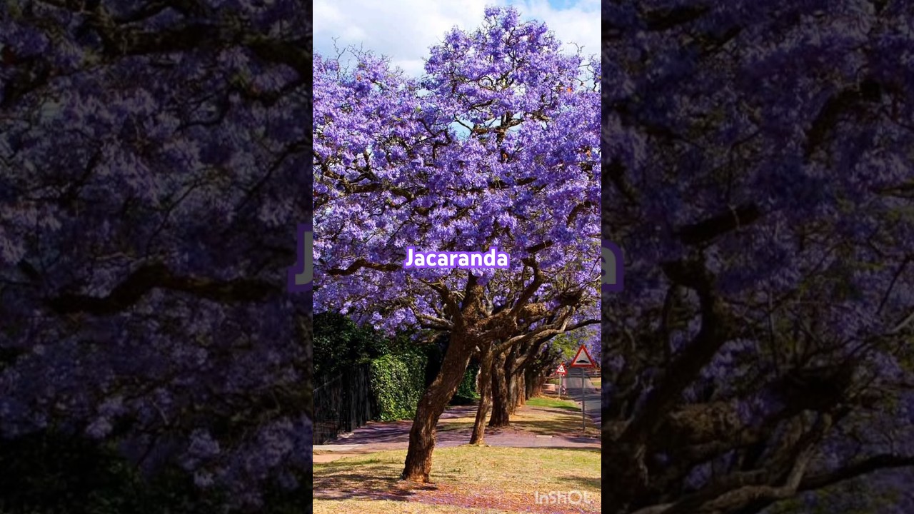 Gulmohar | Amaltas | Jacaranda #jacaranda #gulmohar #amaltas #colours #eyecatching