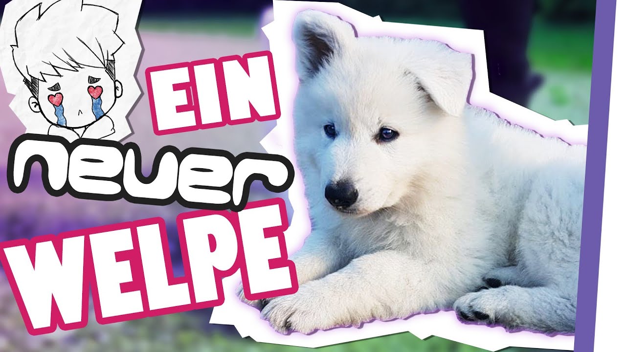 Ein neuer WELPE 😍 (Ivys Schwester ♥)