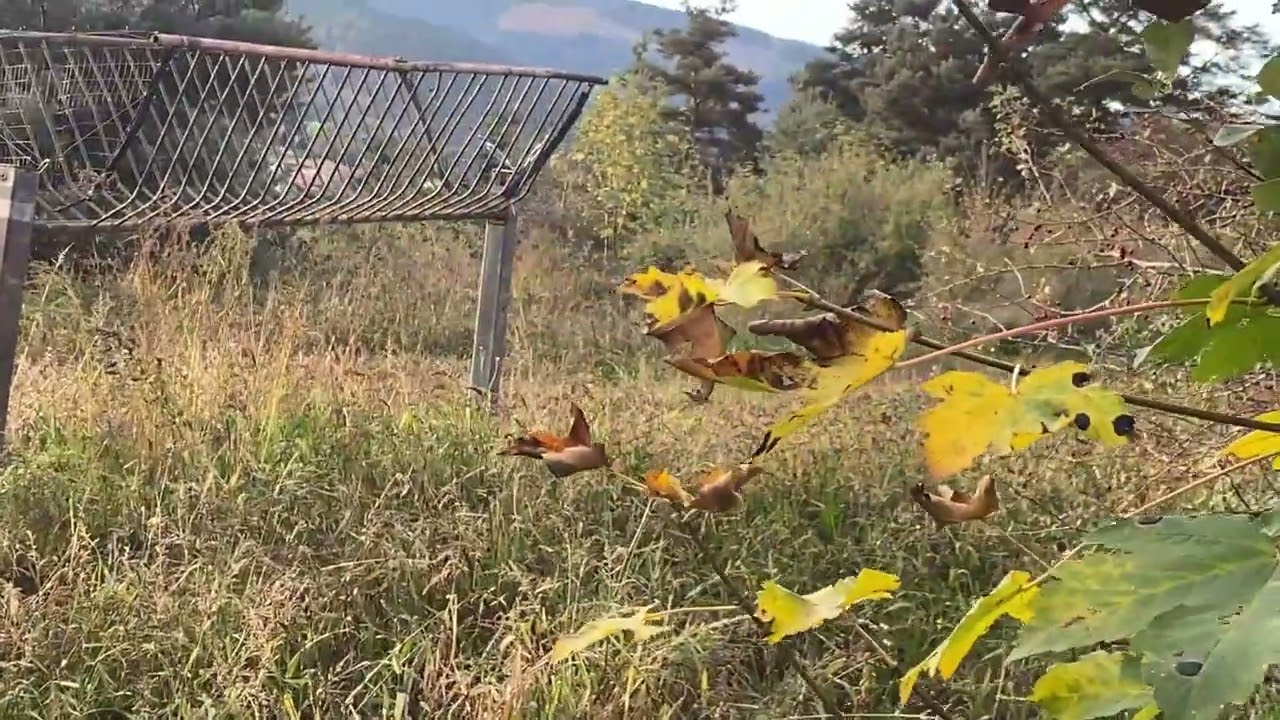 Octobre 25 dans la voie du lièvre aux chiens courants