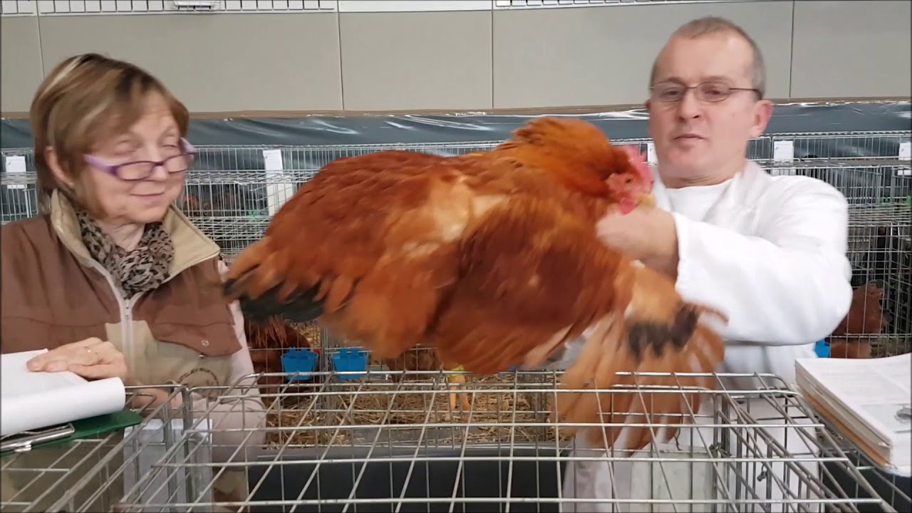 Razstava malih pasemskih živali Nm