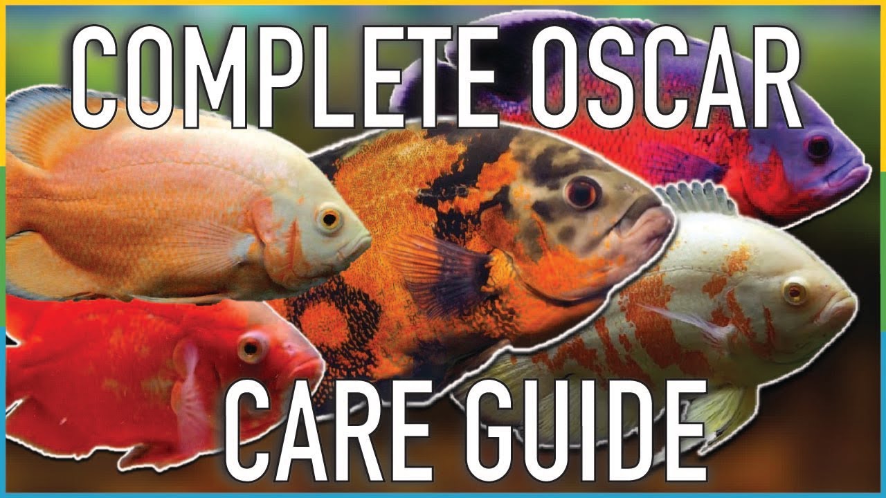The MOST Comprehensive Oscar Cichlid Care Guide EVER! EVERYTHING you need to know!