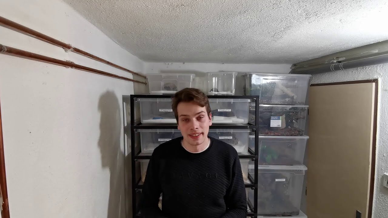 Tiliqua Obrovská, jak určit pohlaví ?!