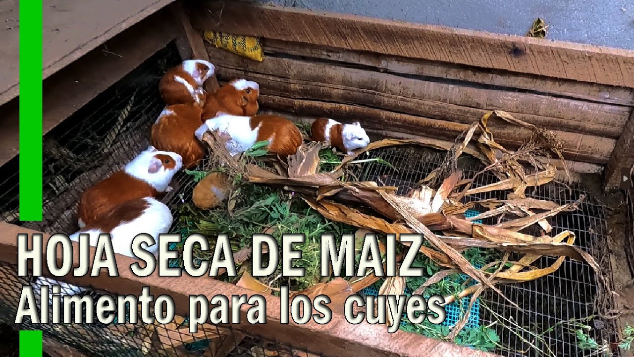 ALIMENTO PARA LOS CUYES - HOJA SECA DE MAÍZ