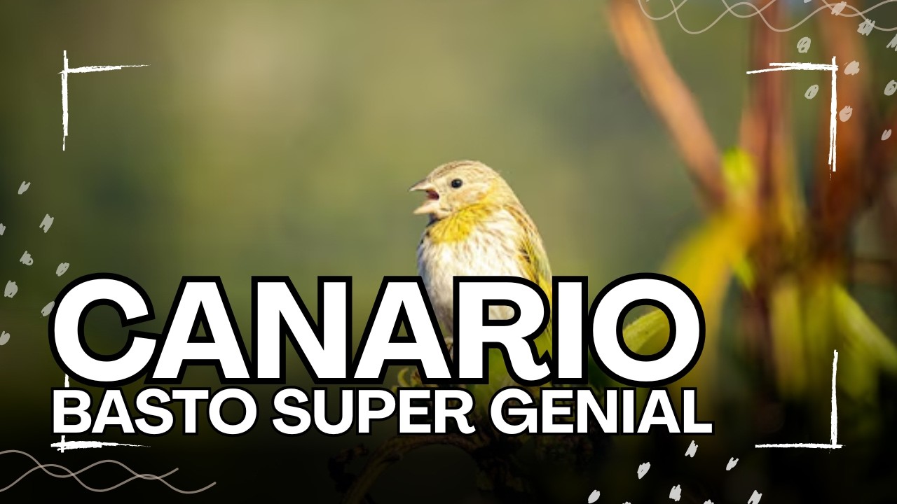 CANARIO BASTO Y SU SUPER CANTO GENIAL PARA ENSEÑAR A CANTAR [SICALIS FLAVEOLA JUVENIL]