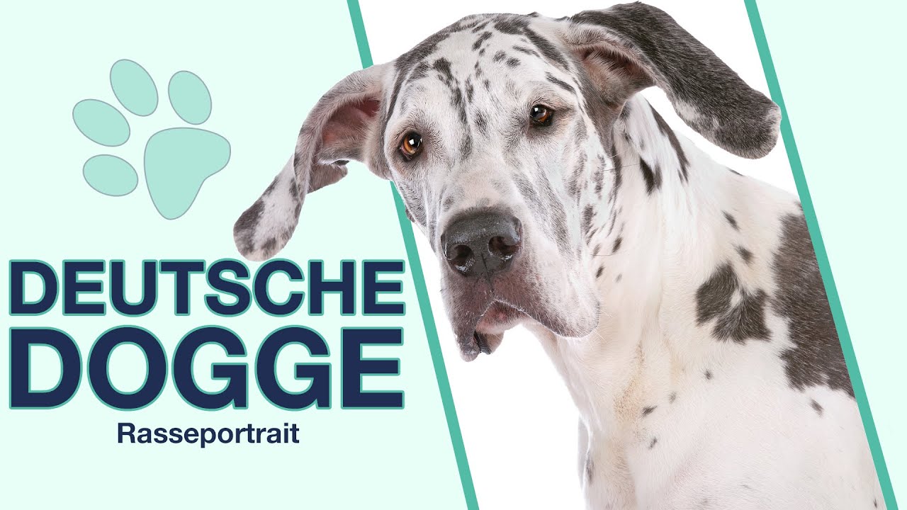 Deutsche Dogge im Rasseportrait | Große Schoßhunde?