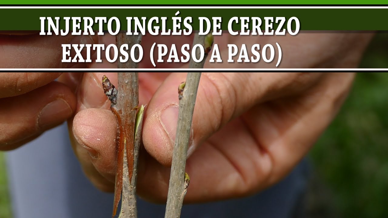 ¿Cómo hacer bien un injerto ingles de cerezo sobre cerezo? Éxito asegurado