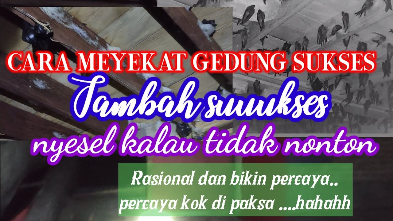 gedung  walet ini usia nya baru 4 tahun 2 bulan hasilnya luar biasa. layak di ikut .