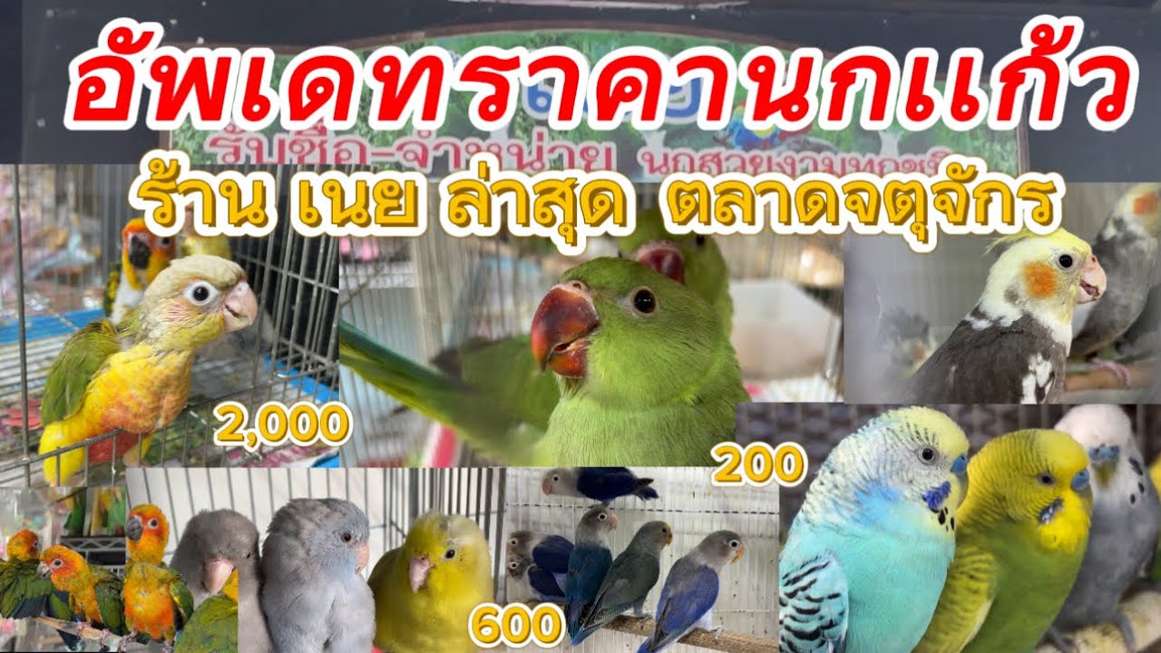 อัพเดทราคานกเเก้วล่าสุด ร้านเนย ที่ตลาดจตุจักรโซนสัตว์เลี้ยง