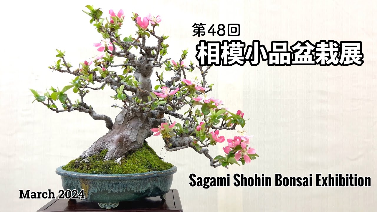 第48回 相模小品盆栽展／The 48th Sagami Shohin Bonsai Exhibition