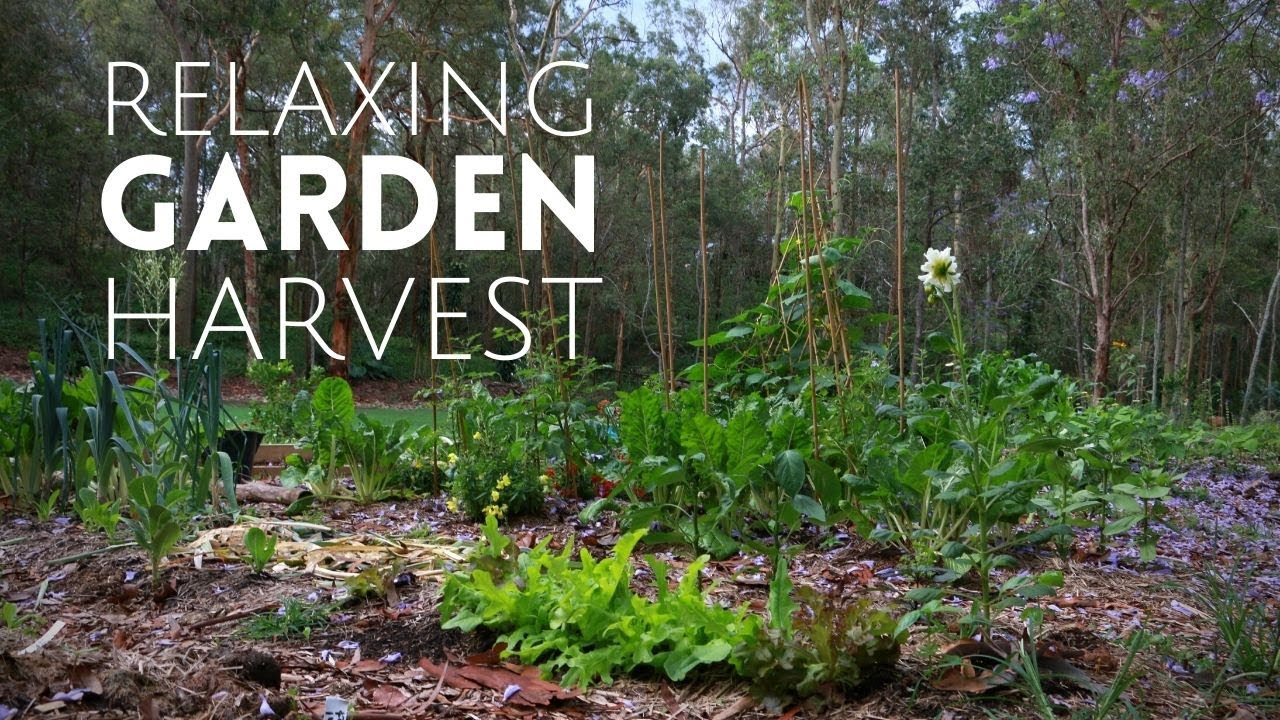 Calming Garden Harvest 🥕🥔 Blueberries, Leeks + Digging Carrots & Potatoes | Soothing Nature Sounds