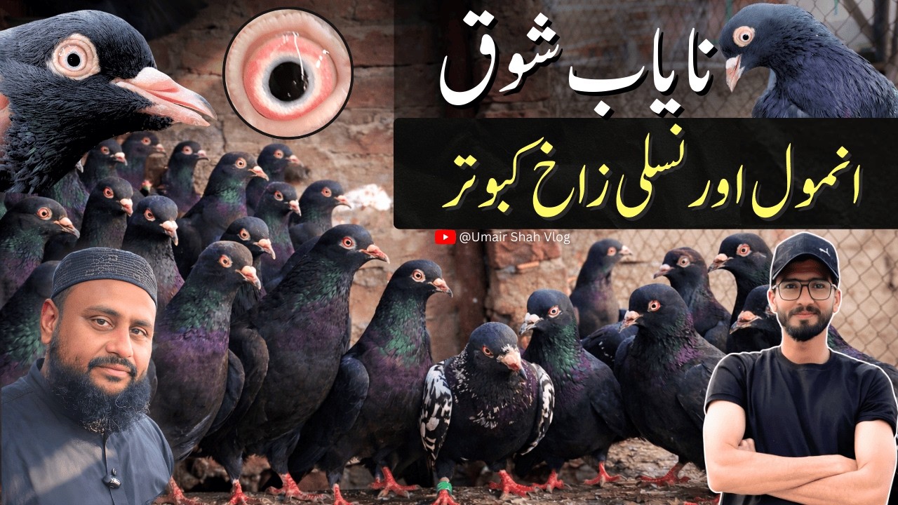 Exclusive Nayab Zakh Kabootar Visit | Rare Home Breed 2026