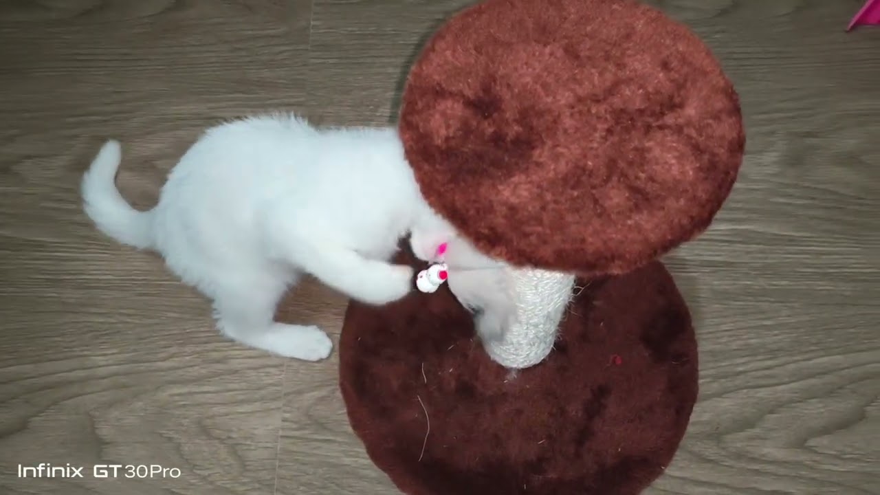 Mochie-cat playing #catshorts #cat #animallife #kitten #cats #cute #cuteanimal #catvideos 