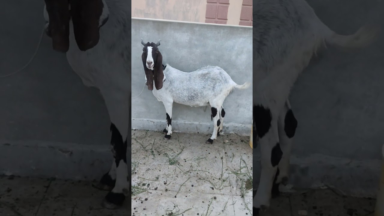 cute baby fight#cute #baby #fun #animals #goatlove #goat #cutebaby #enjoy #abdulraheem paracha