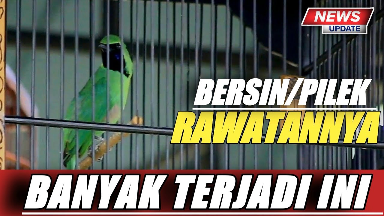 WASPADA INI❗ATASI CUCAK IJO KENA GEJALA BERSIN/PILEK KARENA MUSIM HUJAN||KICAUMANIA