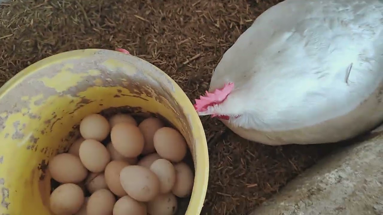 dasi farm🐓