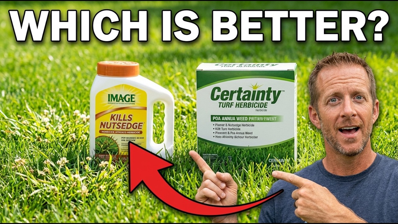 Как убить мятлик однолетний | Контроль мятлика однолетнего