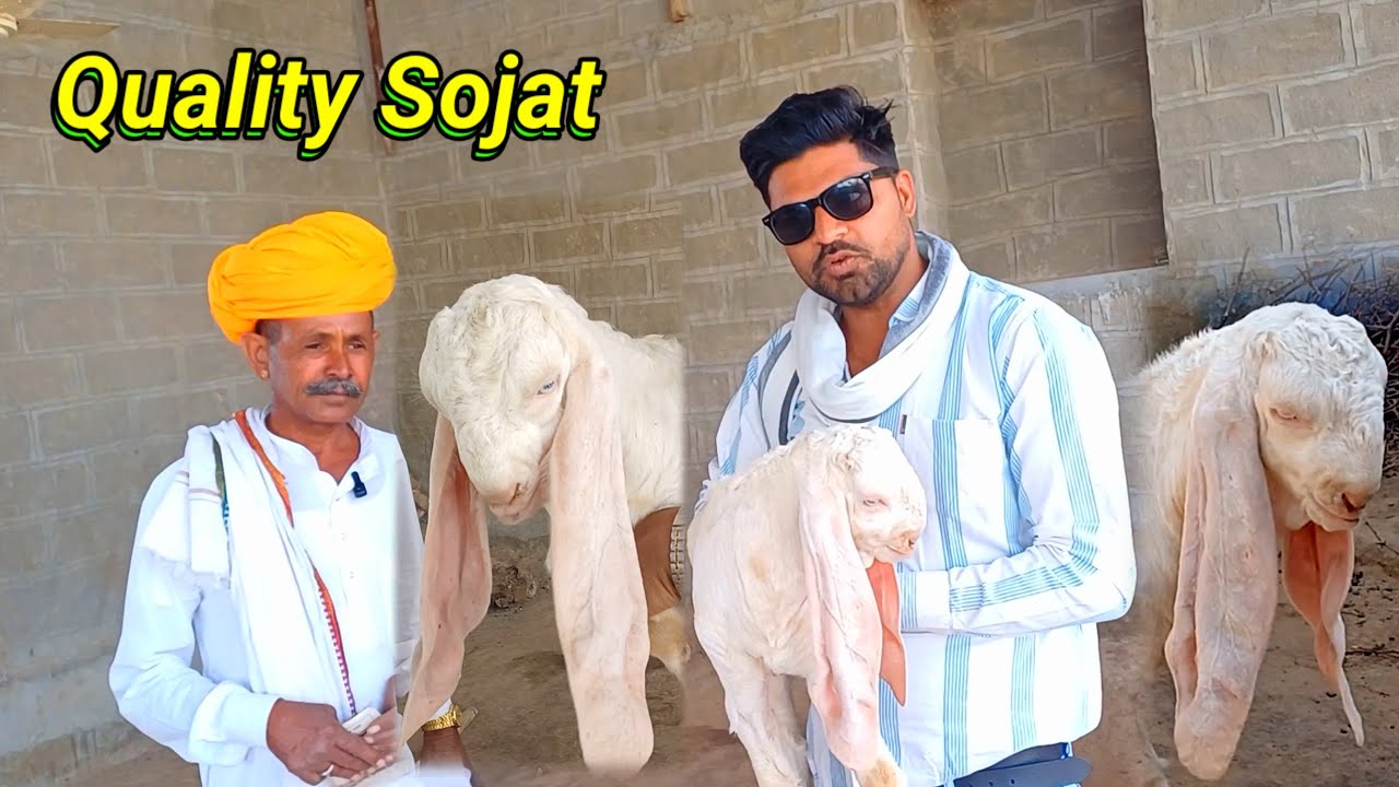 9928265489 Quality Sojat 