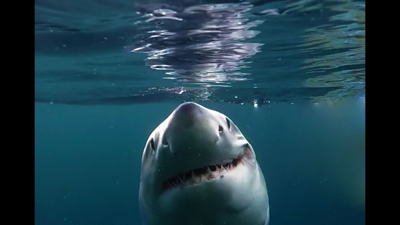 Largest Male Great White Shark Tagged in the Atlantic