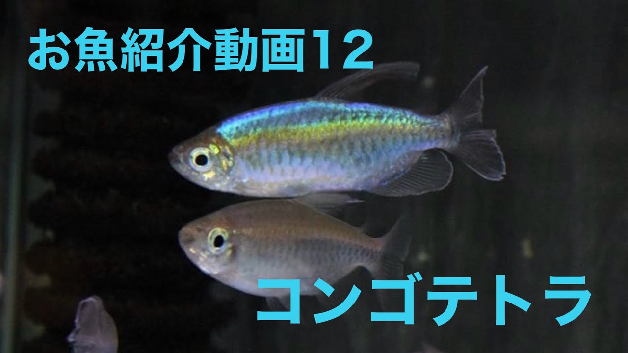 お魚紹介シリーズ12 コンゴテトラ