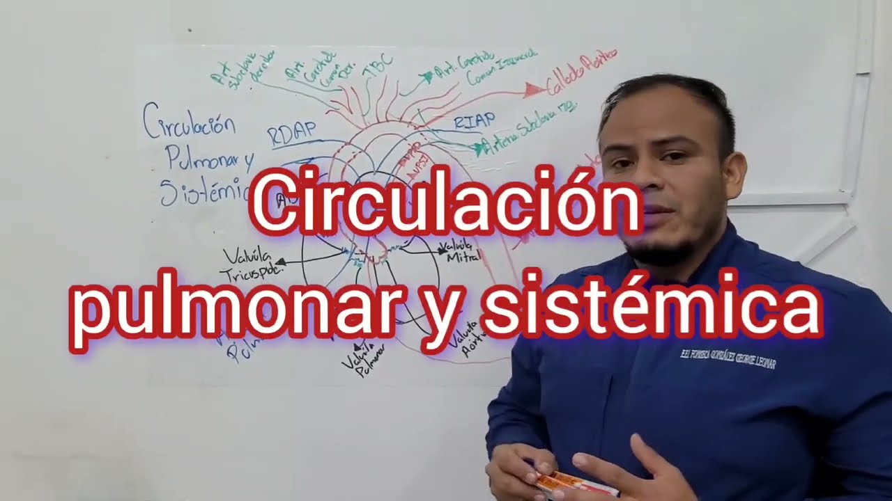 Circulación pulmonar y sistémica