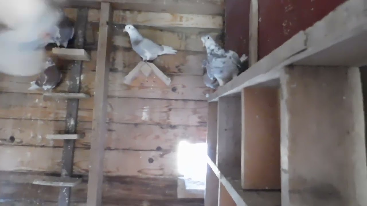 stockbirds of 2023 upcoming breeding season
