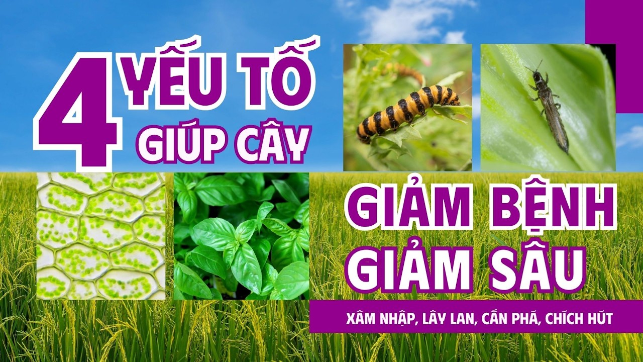 4 Yếu Tố Giúp Cây Giảm Bệnh, Giảm Sâu | Xâm Nhập, Lây Lan, Cắn Phá, Chích Hút