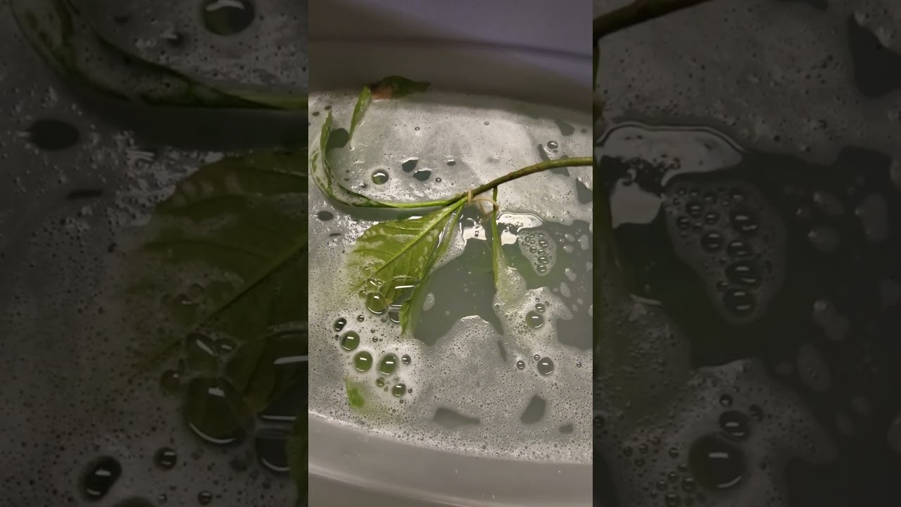 The Spider Mites are back