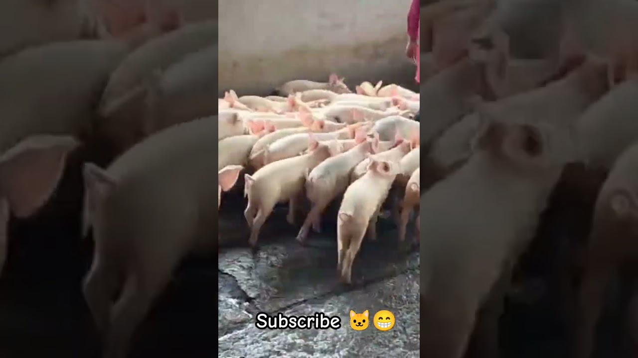 #pig