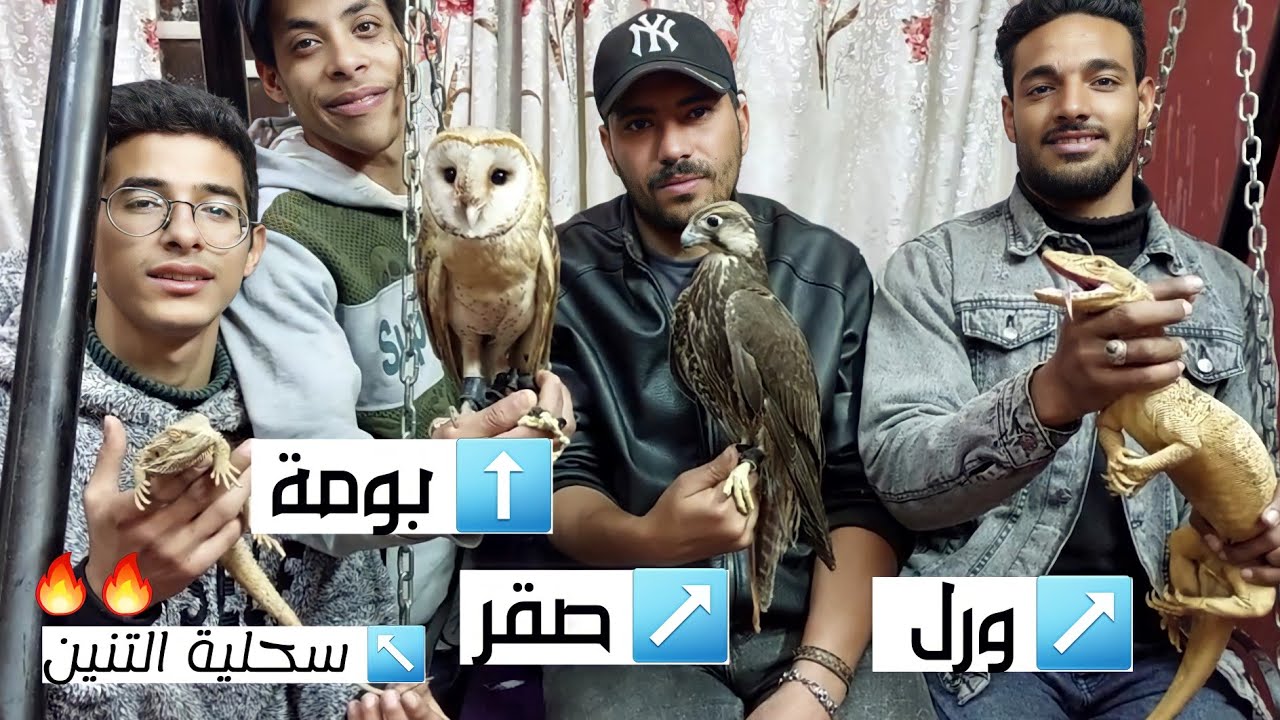 مزرعة محمود معجزة بالاسعااار صقور بوم قنافد ورل نيلى ورل صحراوى تعابين حرابى عناكب يمام حمام و